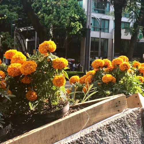 #DiaDeMuertos #ShotOniPhone7 #Tagetes erecta, llamada comúnmente...