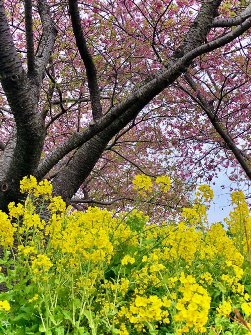 jasmine7031:cherry blossoms and canola flower were full bloom...