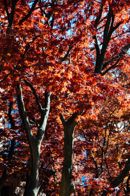 danlophotography:Springtime | Brown University, Providence, USA