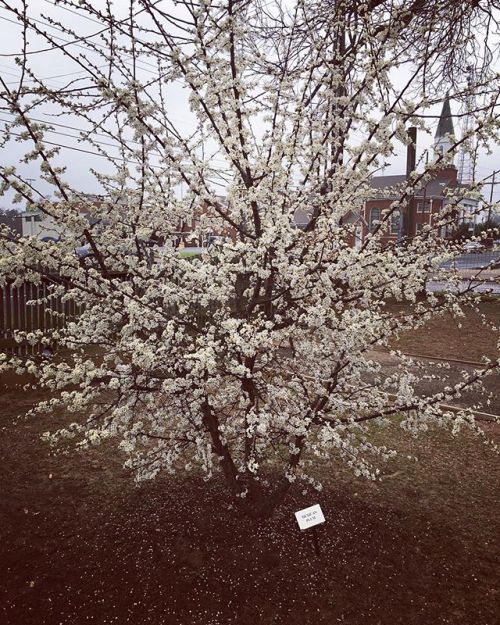 The Mexican Plum tree at the Durst Taylor Museum in Nacogdoches,...