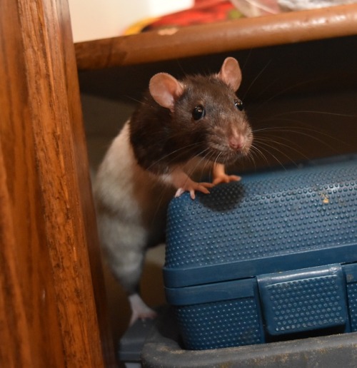 Petunia rats pet rats fancy rats rat pet rat fancy rat