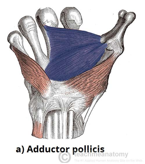 Cynical Anatomy : Intrinsic Muscles of the Hand The intrinsic...