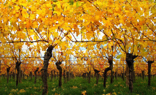 chillypepperhothothot:Under Autumn Vineyard Leaves by Batikart...