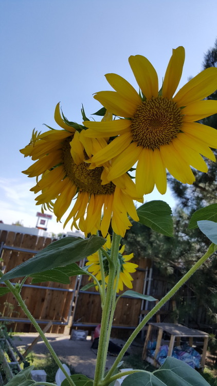 This year’s sunflowers