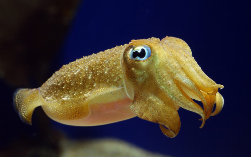 tsunamisamm:some of my favorite images of the cuttlefish