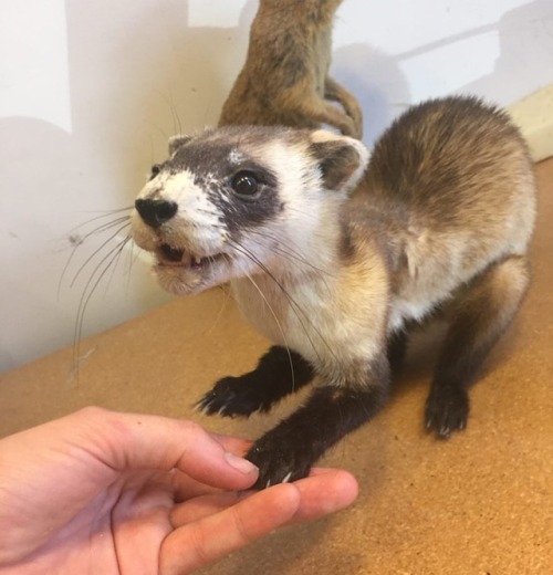 Flashback to the endangered Black-footed Ferret I taxidermied...