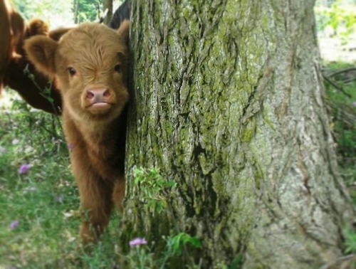 justcutecows:There are two cuties, this lil sweet baby and the...