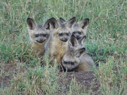 genquerdeer:funnywildlife:lecrocuta:A litter of...