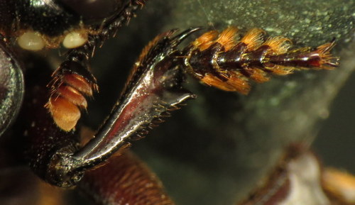 coolbugs:Bug of the DayClose up of a sexton beetle...