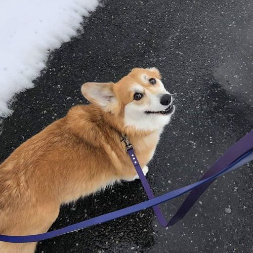 knivesthecorgi:Someone you may know, with ZERO FLIPPIN’ CHILL,...