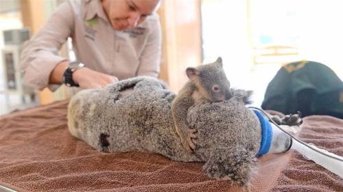 cuteanimalsawwww