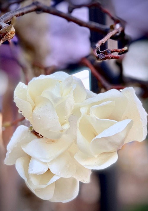 jasmine7031:Magnolia BlossomMagnolia has begun to bloom in my...