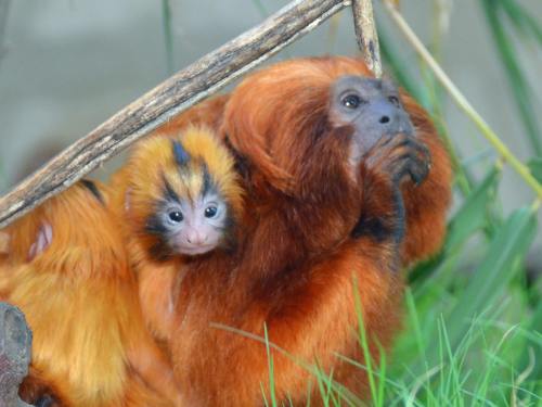 Tiny Orange Tamarin Twins Born at Santa Barbara ZooA pair of...