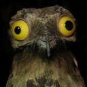 blog logo of Obnoxious Bird
