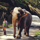 blog logo of Sri Lanka Travel & Tourism