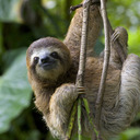 blog logo of sloth poems and gay jokes