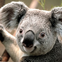 blog logo of Sexy_Koala