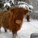 blog logo of Highland Cattle Of Saarela