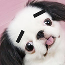 blog logo of dog.jpeg