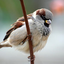 blog logo of The Quantum Sparrow