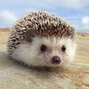  hedgehog with a blog