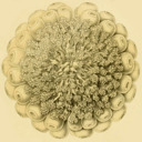 blog logo of Scientific Illustration