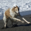 blog logo of Running Dog On Empty Shore
