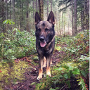 blog logo of Adventures of the Oregon Forest Dog