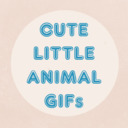 blog logo of Cute Little Animal gifs