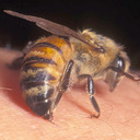 blog logo of The Big Bee Sting