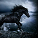 blog logo of Black stallion