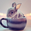 blog logo of an actual bunny
