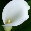 blog logo of Three Silk Lilies
