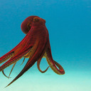 blog logo of One-Sluggish-Octopus