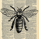 blog logo of Insects