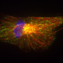  Little Cell Biology Blog