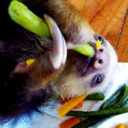 blog logo of Sloths Are Cute