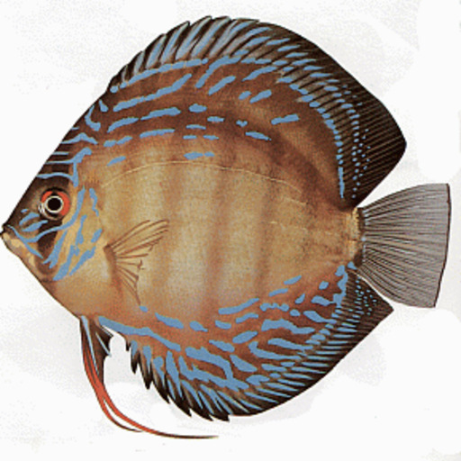 Fact Sheet: DISCUS FISH - Symphysodon... - AFC Aquarium And Fish Care