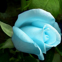 blog logo of Runic Rose