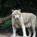 blog logo of White Tiger