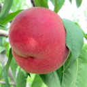 blog logo of peachmichea