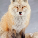 blog logo of The Lecherous Fox