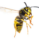 blog logo of Wasps Are Cool