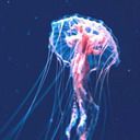blog logo of Medusa