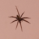 blog logo of Big Wild Spider