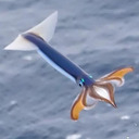 blog logo of Multitudes of Squid Flying Through The Sky