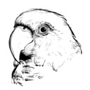 blog logo of Bird Robot!