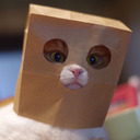blog logo of The Anonymous Cat
