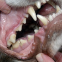 blog logo of dog mouths. maybe some others too.