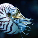 blog logo of Cephalopods Are Cool